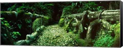 Framed Wooden bridge in the subtropical forest, Parque Lage, Jardim Botanico, Corcovado, Rio de Janeiro, Brazil Print