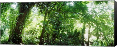 Framed Subtropical forest of Parque Lage, Jardim Botanico, Corcovado, Rio de Janeiro, Brazil Print
