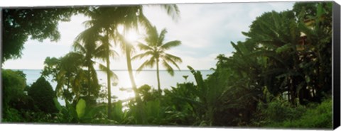 Framed Palm trees in the forest at coast, Morro De Sao Paulo, Tinhare, Cairu, Bahia, Brazil Print