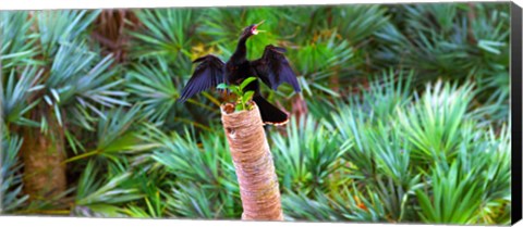 Framed Anhinga (Anhinga anhinga) on a tree, Boynton Beach, Florida Print