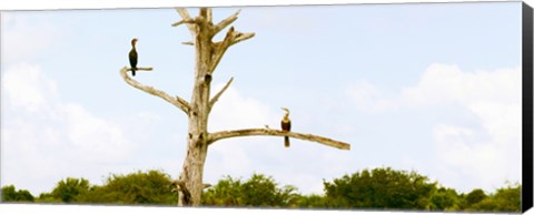 Framed Low angle view of Cormorants (Phalacrocorax carbo) on a tree, Boynton Beach, Florida, USA Print