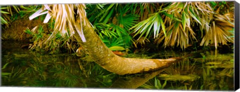 Framed Green Turtle (Chelonia mydas) in a pond, Boynton Beach, Florida, USA Print