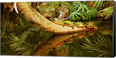 Framed Green Turtles (Chelonia mydas) on a tree overhanging on pond, Boynton Beach, Florida, USA Print