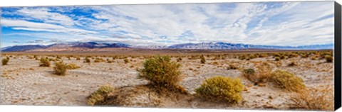 Framed Bushes in a desert, Death Valley, Death Valley National Park, California, USA Print