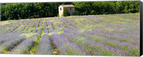 Framed Barn in the lavender field, Luberon, Provence, France Print