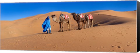 Framed Tuareg man leading camel train in desert, Erg Chebbi Dunes, Sahara Desert, Morocco Print