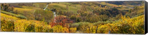 Framed High angle view of vineyards, Alba, Langhe, Cuneo Province, Piedmont, Italy Print