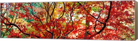 Framed Sunlight Through Autumn leaves, Gloucestershire, England Print