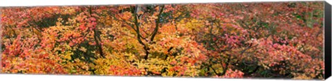 Framed Multi-Colored Autumn Leaves, Gloucestershire, England Print