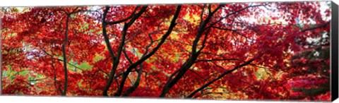 Framed Autumn Leaves, Gloucestershire, England Print