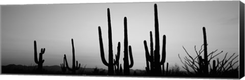 Framed Black and White Silhouette of Saguaro cacti, Saguaro National Park, Arizona Print