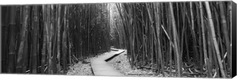 Framed Bamboo forest in black and white, Oheo Gulch, Seven Sacred Pools, Hana, Maui, Hawaii, USA Print
