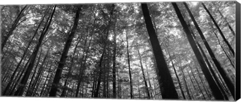 Framed Low angle view of beech trees in Black and White, Germany Print