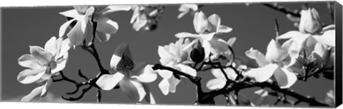 Framed Asian Magnolia Blossoms CA Print