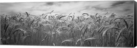 Framed Wheat crop growing in a field, Palouse Country, Washington State (black and white) Print