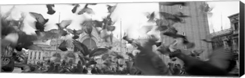 Framed Low angle view of a flock of pigeons, St. Mark&#39;s Square, Venice, Italy Print