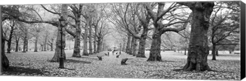 Framed Trees along a footpath in a park, Green Park, London, England (black and white) Print