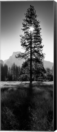 Framed Sun Behind Pine Tree, Half Dome, Yosemite Valley, California, USA Print