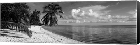 Framed Palm trees on the beach, Matira Beach, Bora Bora, French Polynesia Print