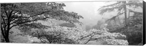 Framed Butchart Gardens, Vancouver Island, British Columbia, Canada (black &amp; white) Print