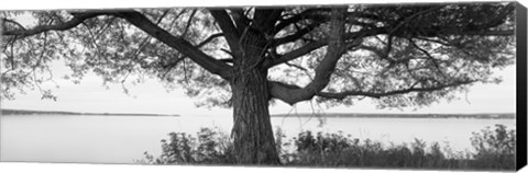 Framed Tree on a Lake, Wisconsin (black &amp; white) Print