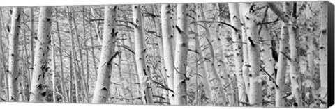 Framed Aspen trees in Winter, Rock Creek Lake, California Print