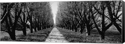 Framed Trees along a walkway in black and white, Niagara Falls, Ontario, Canada Print