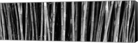 Framed Bamboo trees in a botanical garden, Kanapaha Botanical Gardens, Gainesville, Alachua County, Florida (black and white) Print