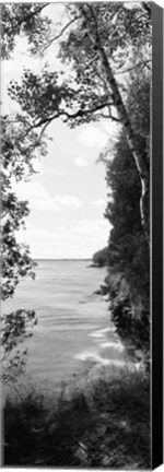 Framed Trees at the lakeside in black and white, Lake Michigan, Wisconsin Print