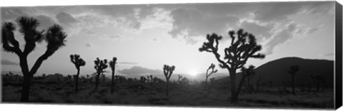 Framed Sunset, Joshua Tree Park, California (black and white) Print