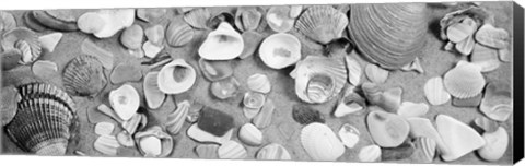 Framed High angle view of seashells Print