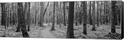 Framed USA, Michigan, Black River National Forest, Walkway running through a forest Print