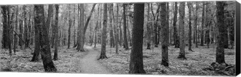 Framed USA, Michigan, Black River National Forest, Walkway running through a forest Print