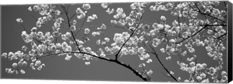 Framed Cherry Blossoms Washington DC (black and white) Print