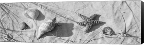 Framed Close-up of a starfish and seashells on the beach, Dauphin Island, Alabama, USA Print