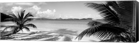 Framed Palm trees on the beach, US Virgin Islands, USA Print