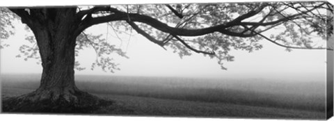 Framed Tree in a farm, Knox Farm State Park, East Aurora, New York State, USA Print