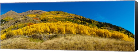 Framed Aspen trees on mountain, Alpine Loop Scenic Backway, San Juan National Forest, Colorado, USA Print