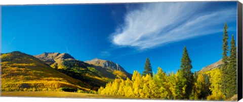 Framed Aspen trees on a mountain, Mt Hayden, Uncompahgre National Forest, Colorado, USA Print