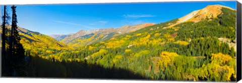 Framed Aspen trees on a mountain, Red Mountain, San Juan National Forest, Colorado, USA Print