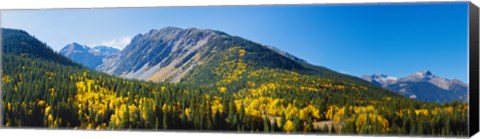 Framed Aspen trees on mountain, Little Giant Peak, King Solomon Mountain, San Juan National Forest, Colorado, USA Print