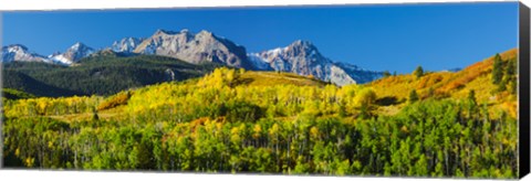 Framed Aspen trees with mountains in the background, Uncompahgre National Forest, Colorado Print