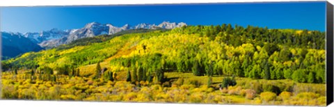 Framed Aspen trees on mountains, Uncompahgre National Forest, Colorado Print