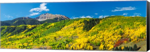 Framed Aspen trees with mountain in the background, Sunshine Peak, Uncompahgre National Forest, near Telluride, Colorado, USA Print