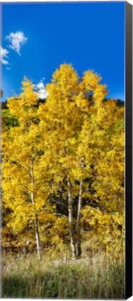 Framed Aspen trees in a forest along Ophir Pass, Umcompahgre National Forest, Colorado, USA Print