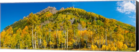 Framed Aspen trees on mountain, Ophir Pass, San Juan Mountains, Uncompahgre National Forest, Colorado, USA Print