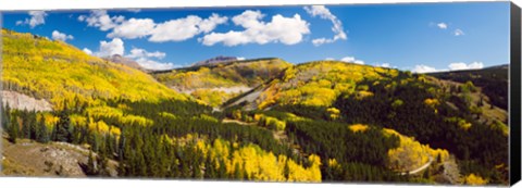 Framed Aspen trees on a mountain, San Juan National Forest, Colorado, USA Print