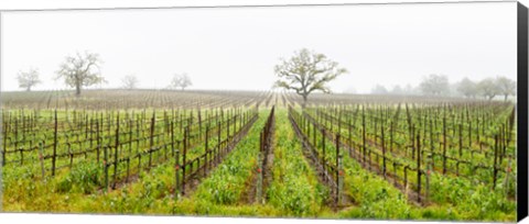 Framed Oak trees in a vineyard, Guerneville Road, Sonoma Valley, Sonoma County, California, USA Print