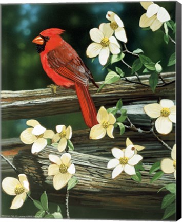 Framed Cardinal Print