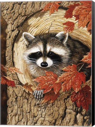 Framed Raccoon Print